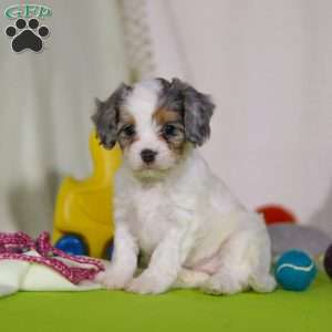 Bonnie, Cavapoo Puppy